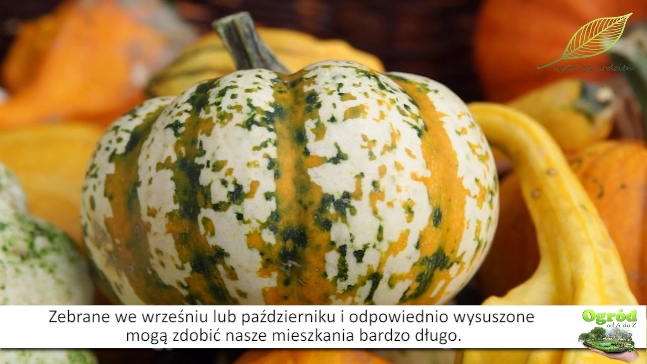 Dynie ozdobne - uprawa dyni i stanowisko