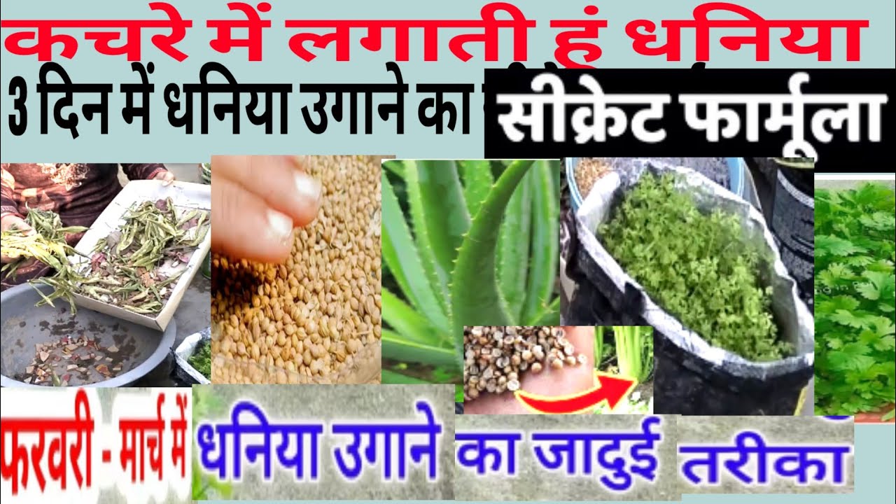 कचरे में लगाती हूं धनिया सबसे तेज और अनोखा तरीका धनिया लगाने का 100% अपनी आंखों से देखें 3 दिन में 