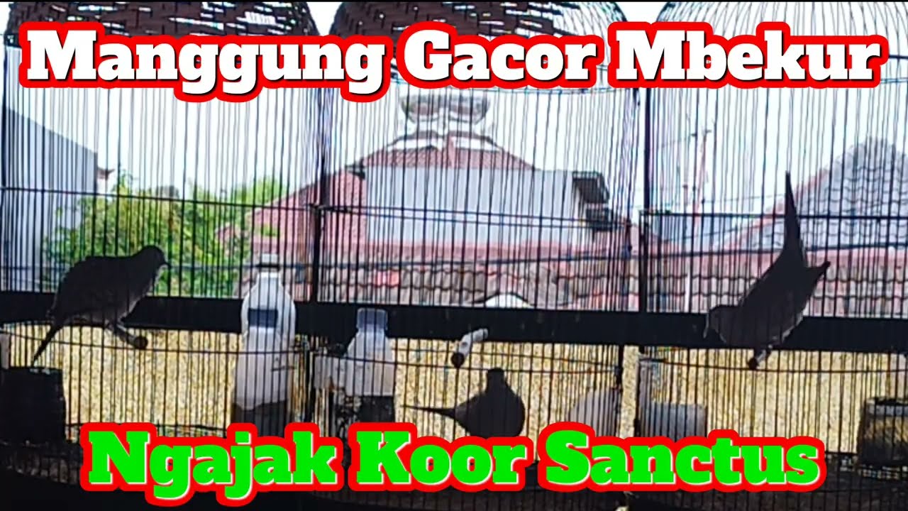Manggung Gacor Mbekur Mbekur Ngajak Padus Koor Sanctus - Sanctus