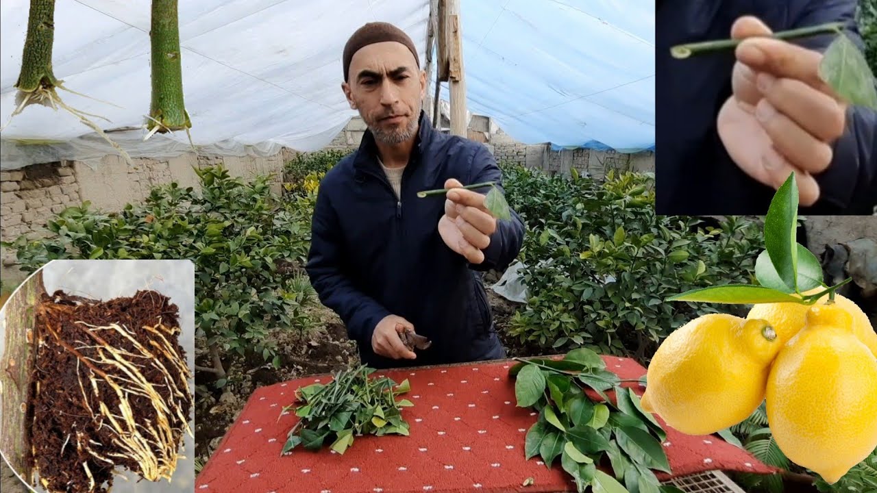 Лимон қаламча қилиш. Тўлиқ маълумот.