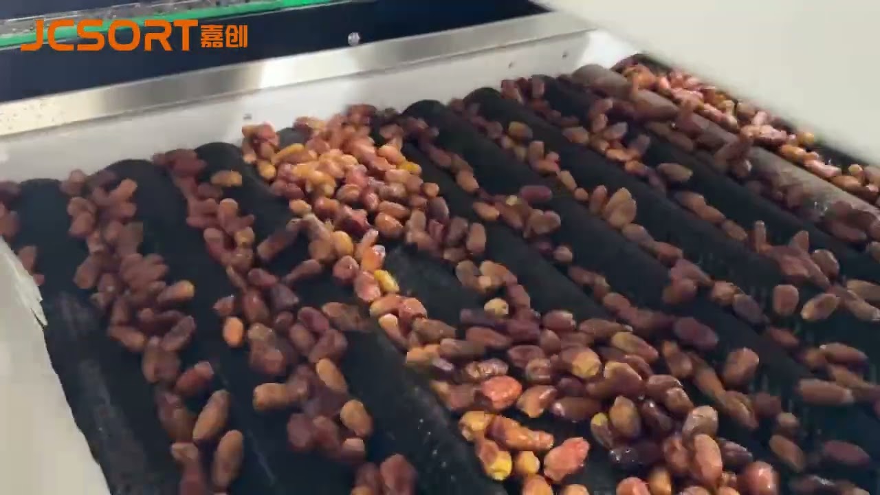 JCSORT Dates Washing & Roller Size Grading Machine | Automatic Dates Processing Line