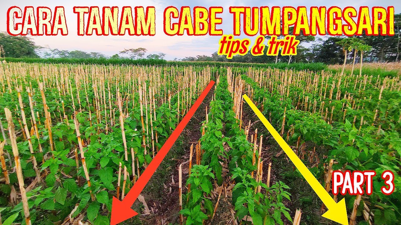 CARA MENANAM CABE TUMPANGSARI (PART 3) HEMAT BIAYA & WAKTU!! @JAMKOSSTV