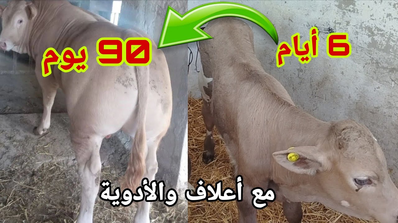 تجربة حقيقية تربية العجول الصغار من الأول الأسبوع حتى مرحلة العلف مع الأعلاف والأدوية وتكاليف 😲