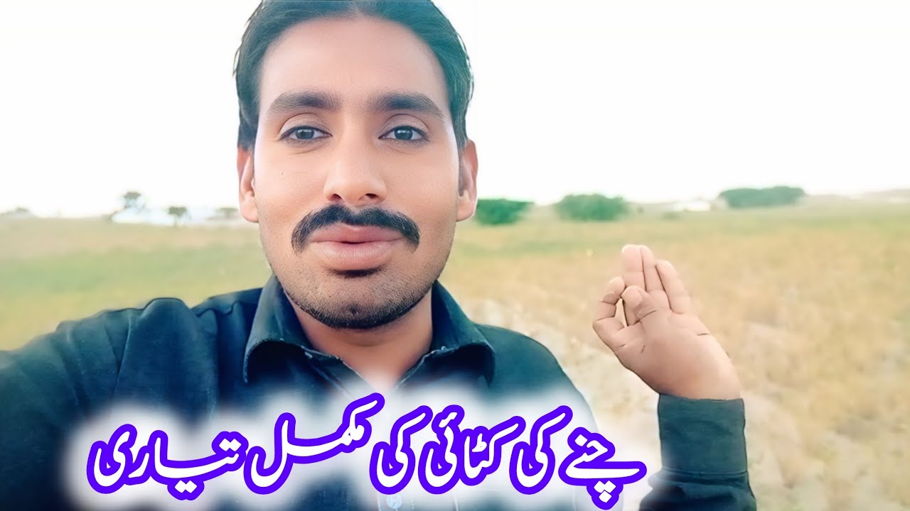 چنے کی کٹائی کی مکمل تیاری 