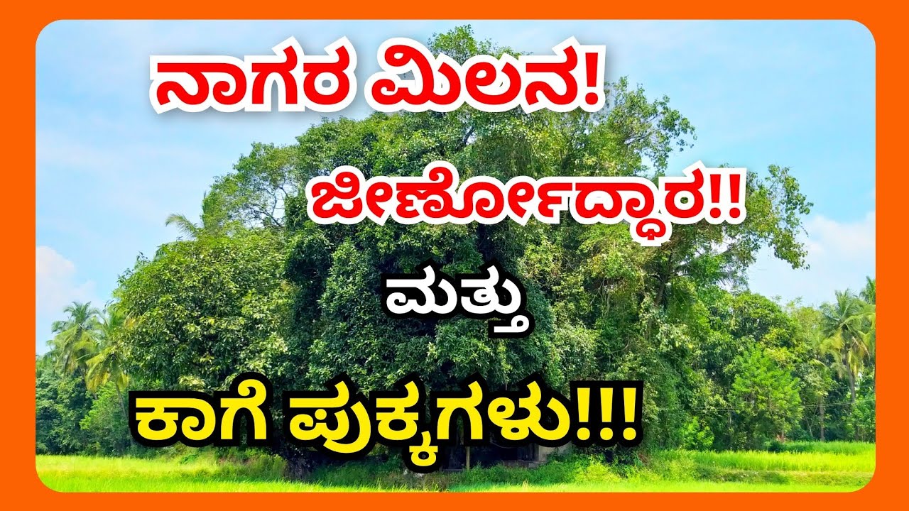 ನಾಗರ ಮಿಲನ! ಜೀರ್ಣೋದ್ಧಾರ!! ಮತ್ತು ಕಾಗೆ ಪುಕ್ಕಗಳು!!! || ನಾಗಬನ| ನಿಸರ್ಗ || ನಾಗರ ಹಾವು ||