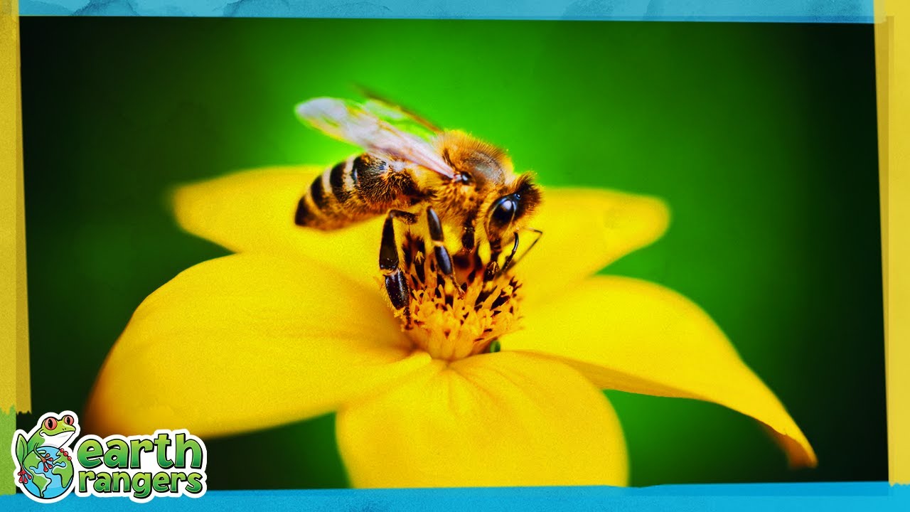 Why Do We Need Bees? | Earth Rangers