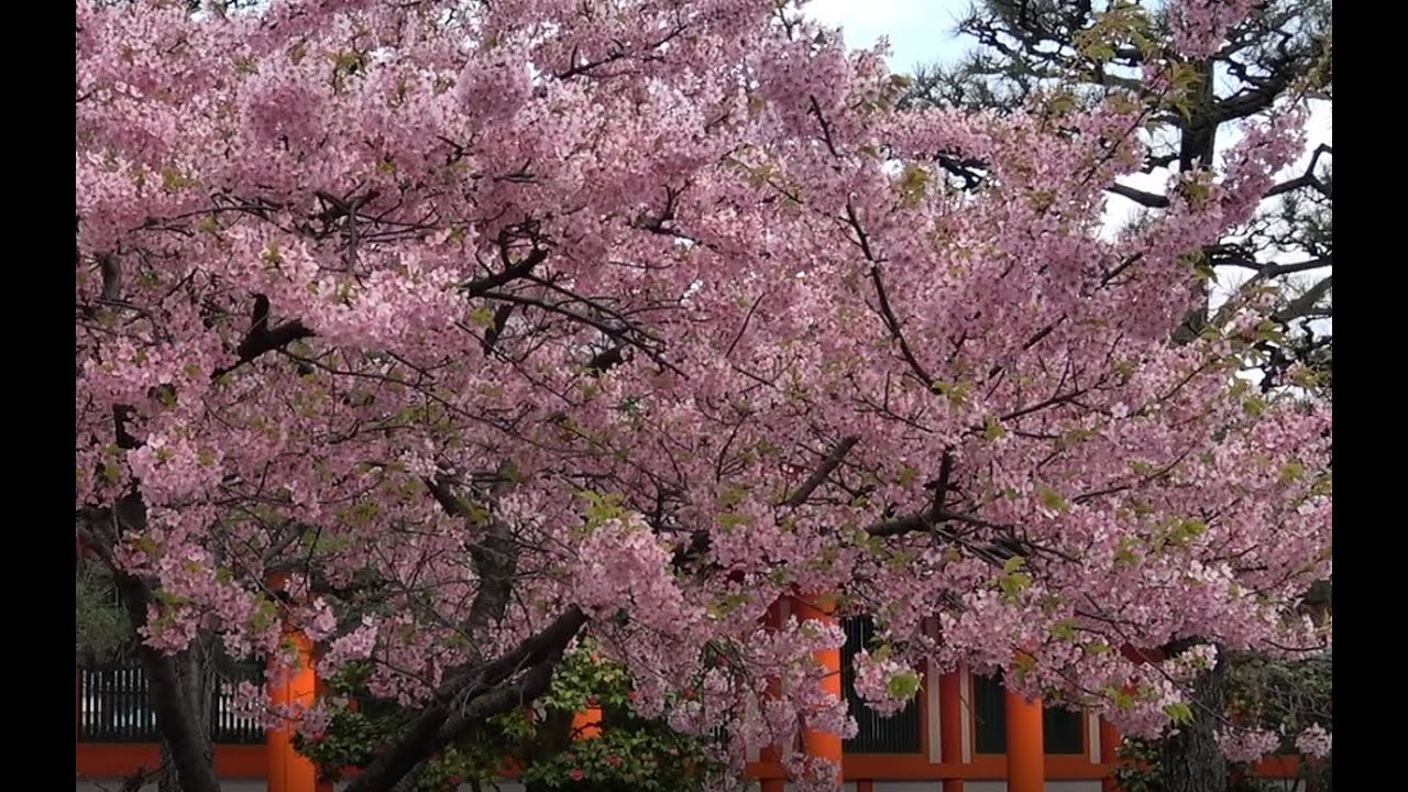 Japan - zur Zeit der Kirschbl&uuml;te (Teil A)