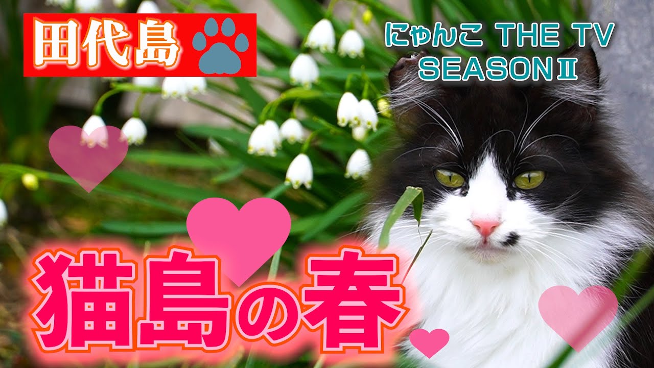 田代島の春〜猫島に恋の季節到来