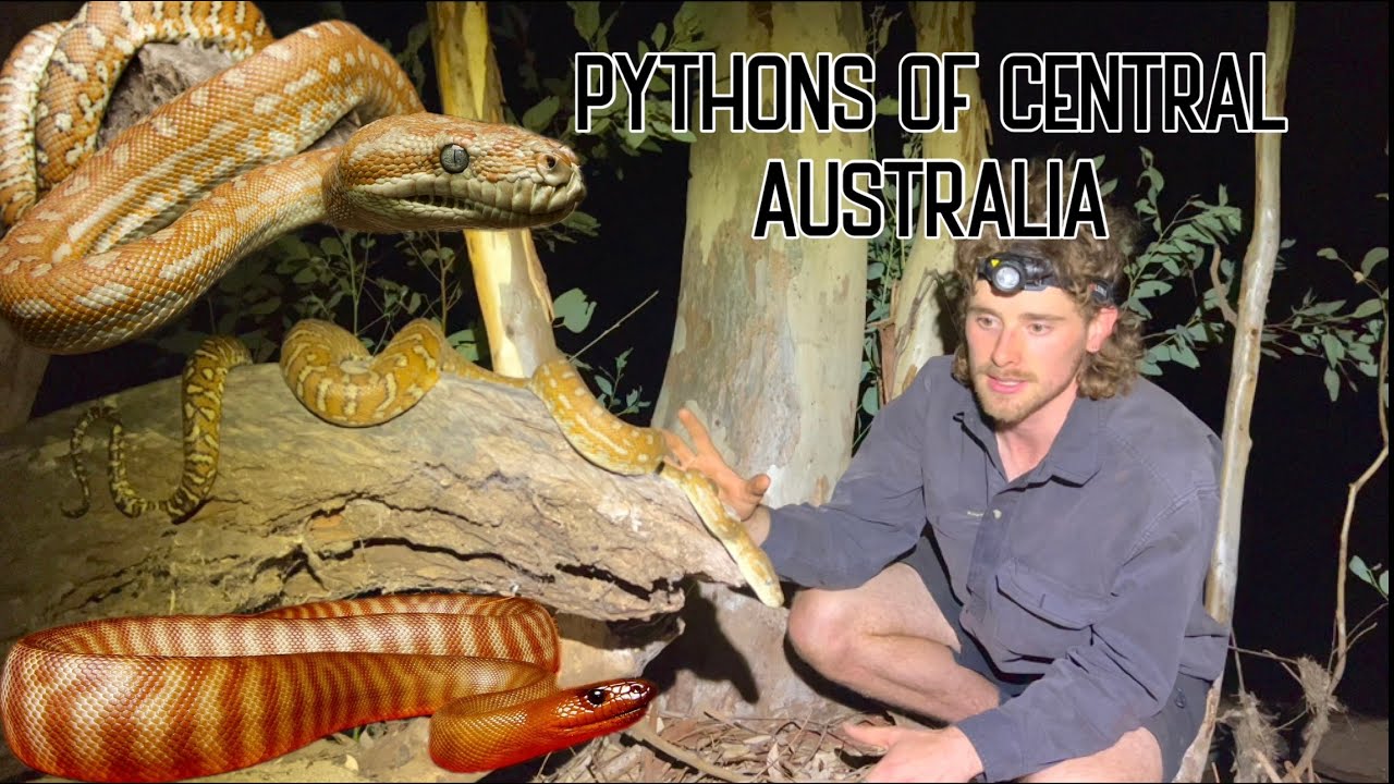 ПРЕКРАСНЫЕ ПИТОНЫ ЦЕНТРАЛЬНОЙ АВСТРАЛИИ | BREDLI & WOMA