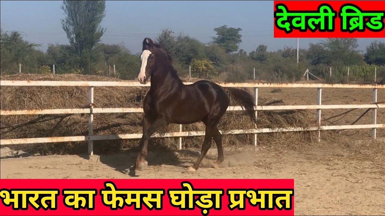भारत का फ़ेमस घोड़ा प्रभात (देवली ब्रीड)