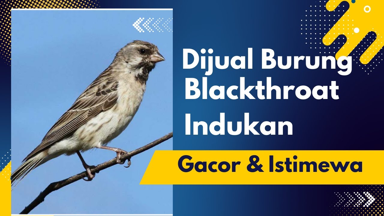 Dijual Burung Blackthroat Gacor Indukan| Trisakti Bird Farm #burungblackthroat #jualburung