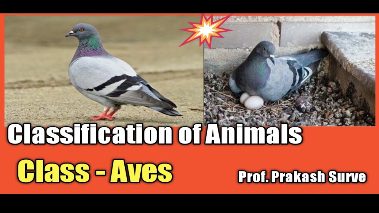 Classification of Animals ( Std - 11 ) Class - Aves  ( Ex. Pigeon ) By Prof. Prakash Surve