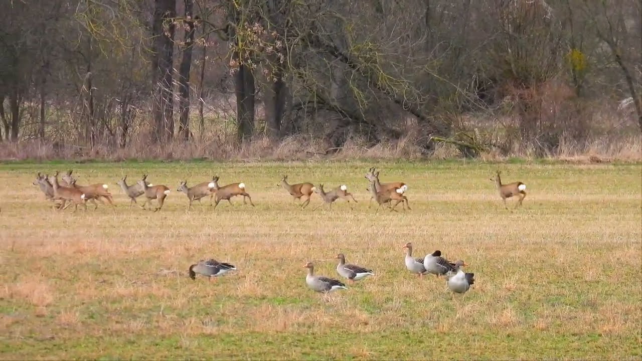 Viele Rehe im M&auml;rkisch-Oderland