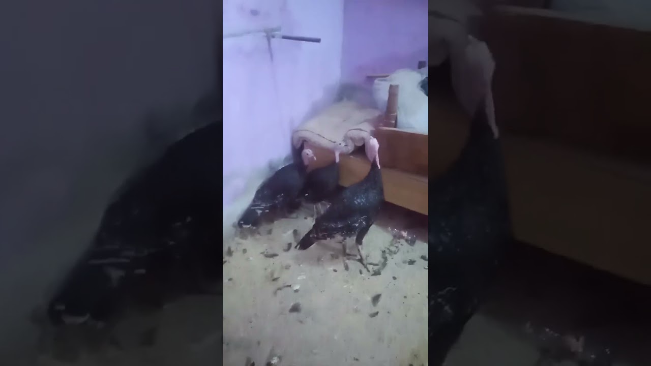 تقل قلبك ابد مشروع الرومي كوله دهب