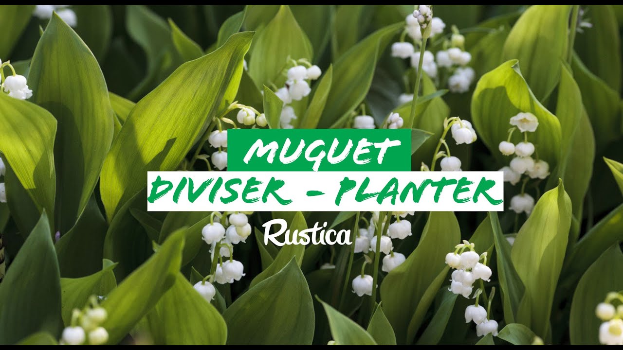 Diviser et planter du muguet