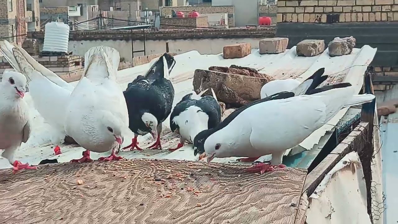 اطيور للطيور🕊اشوف صار بيهن😱اصورت للطيور بالخانات ما شاءالله 