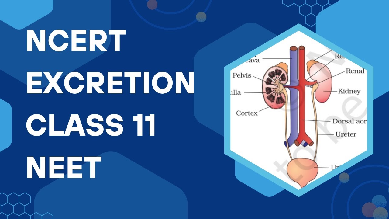 #neet2026 #neet #biologysimplified #biology #ncertbiology #excretory_system #youtube #youtubevideos 