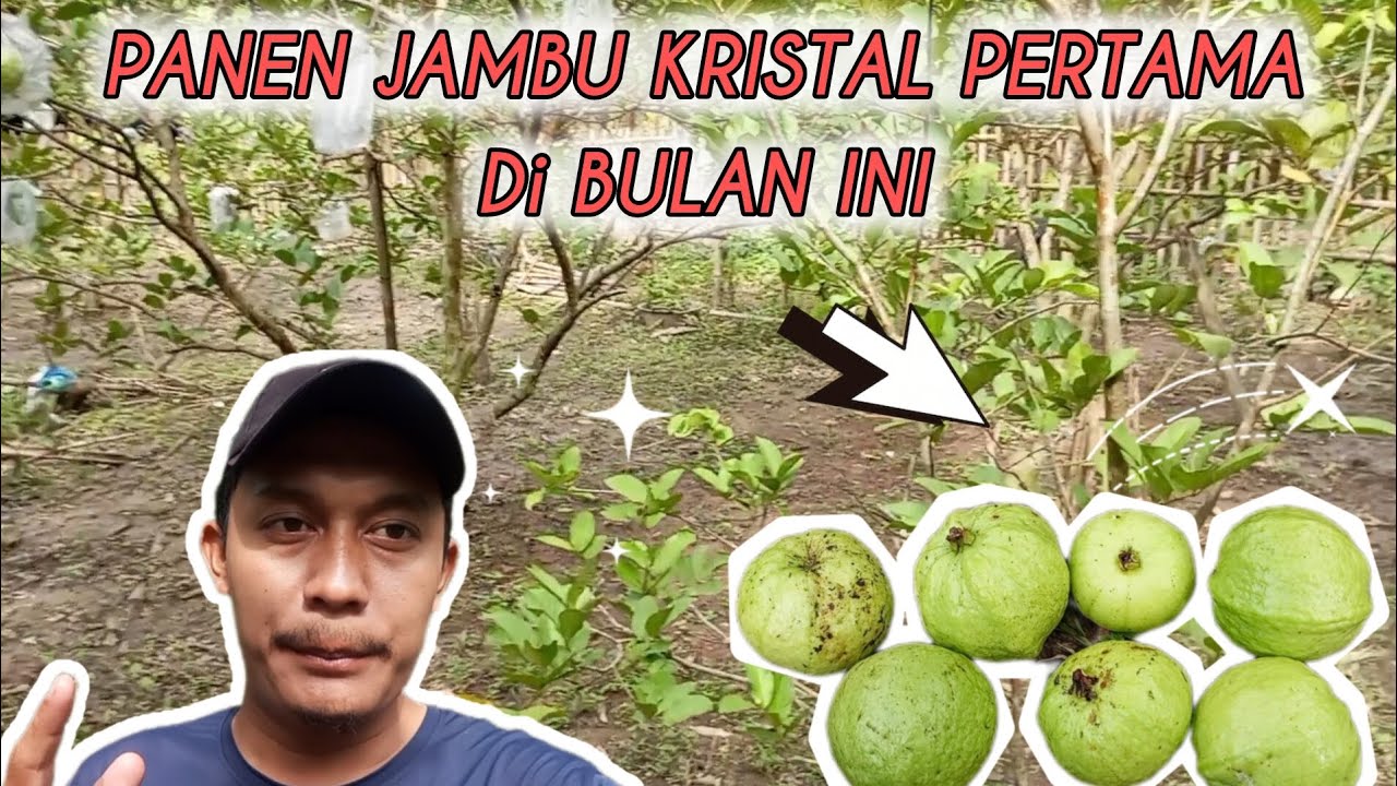 📌 MANTAP, PANEN JAMBU KRISTAL PERTAMA NIH 🤗🤗