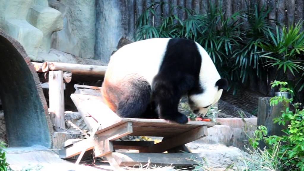 Zoo Thailand Amazing Zoo