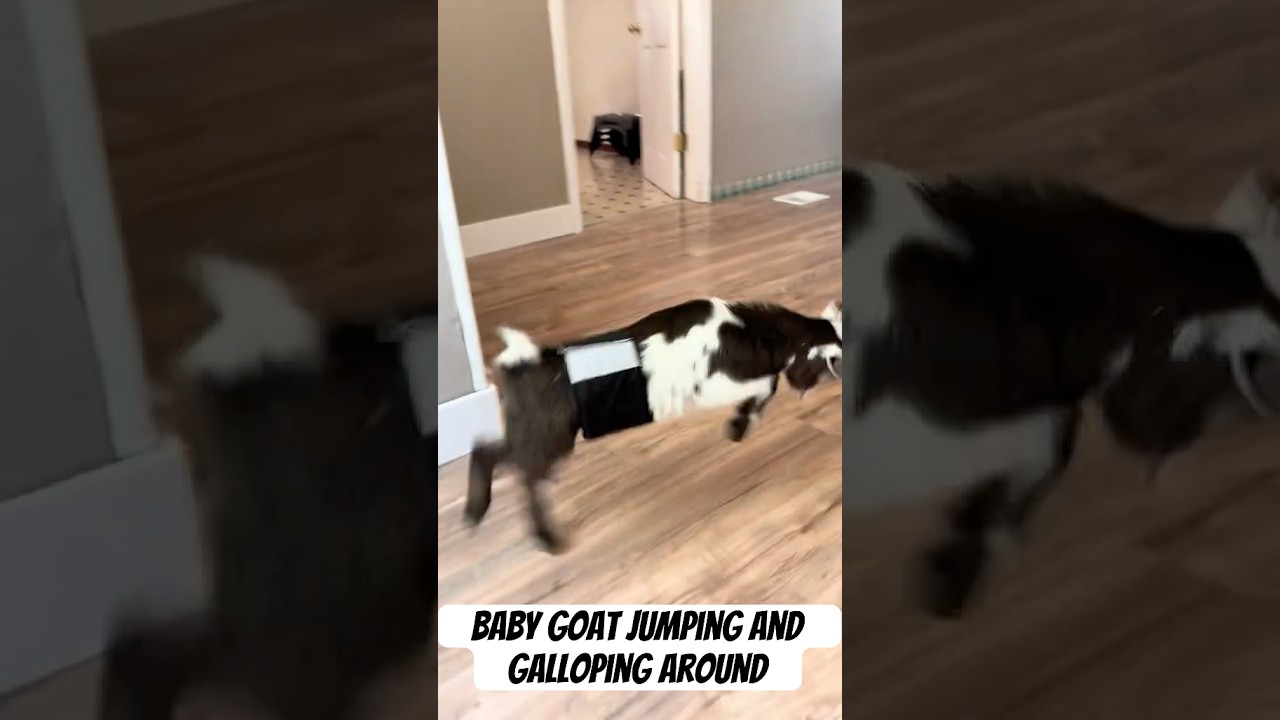 Baby Goat Jumping And Galloping #goats #funny #babygoats #animals #pets #shorts #cute