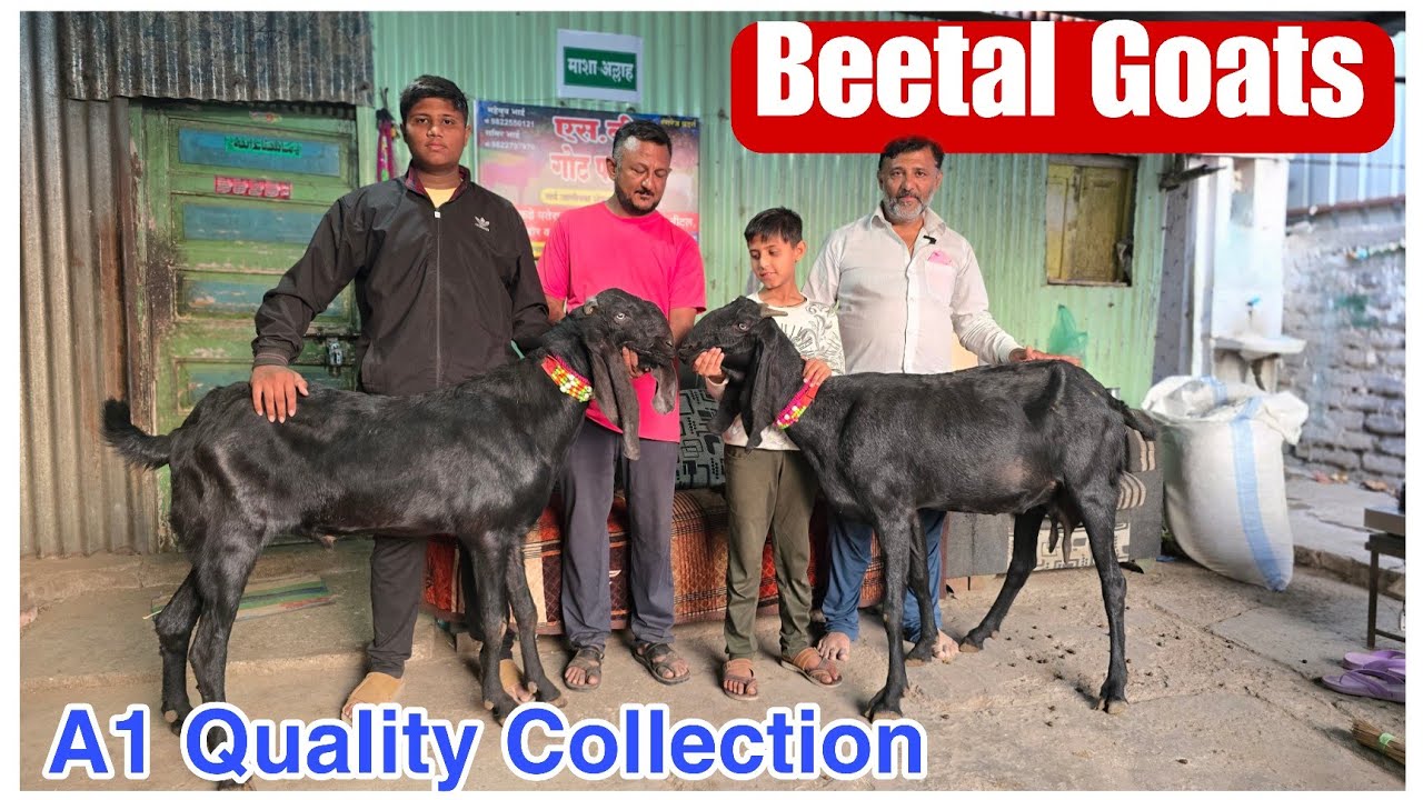 A1 Quality Beetal Collection at SB goat farm Kopargaon Maharashtra 