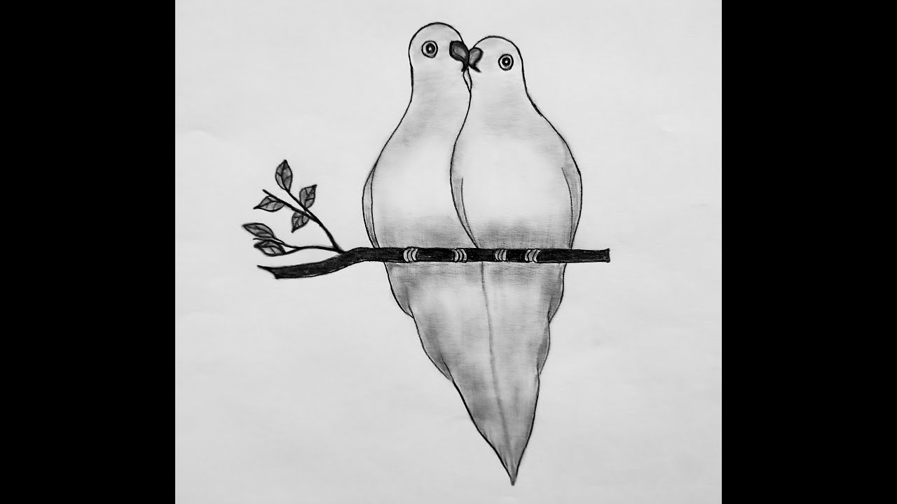 Two parrots on a tree branch drawing  /  Easy way bird drawing  /  Pencil drawing