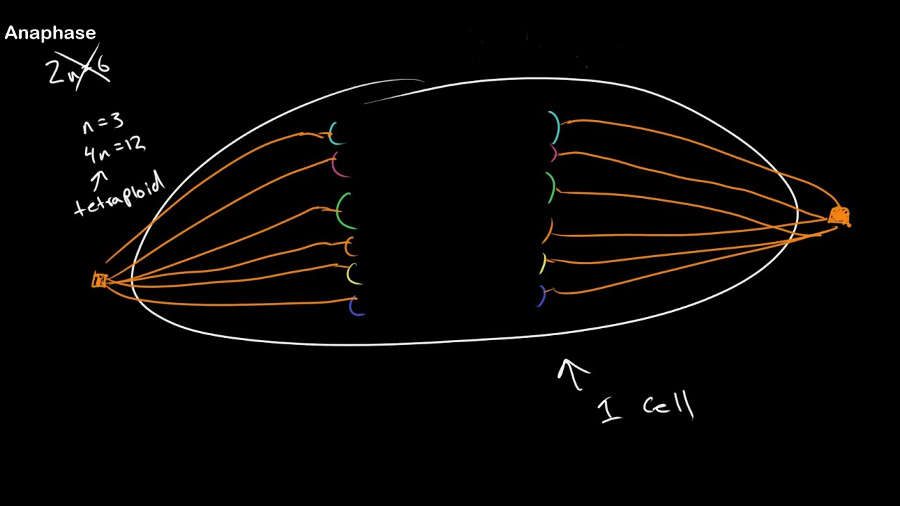 Understanding Ploidy and Mitosis at All Stages!