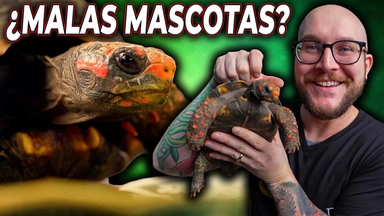 No compres una tortuga hasta ver esto