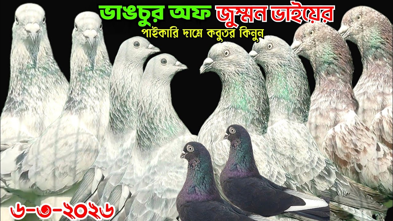 ভাঙচুর অফার কবুতর কিনুন,সিলভার গিরিবাজ কবুতর,পাইকারি দামে পাল্লাকরা গিরিবাজ কবুতর বিক্রি হবে,জুম্মন 