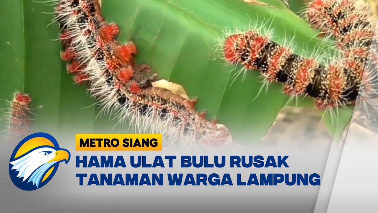 Hama Ulat Bulu Tanaman Terancam Mati - [ Metro Siang ]