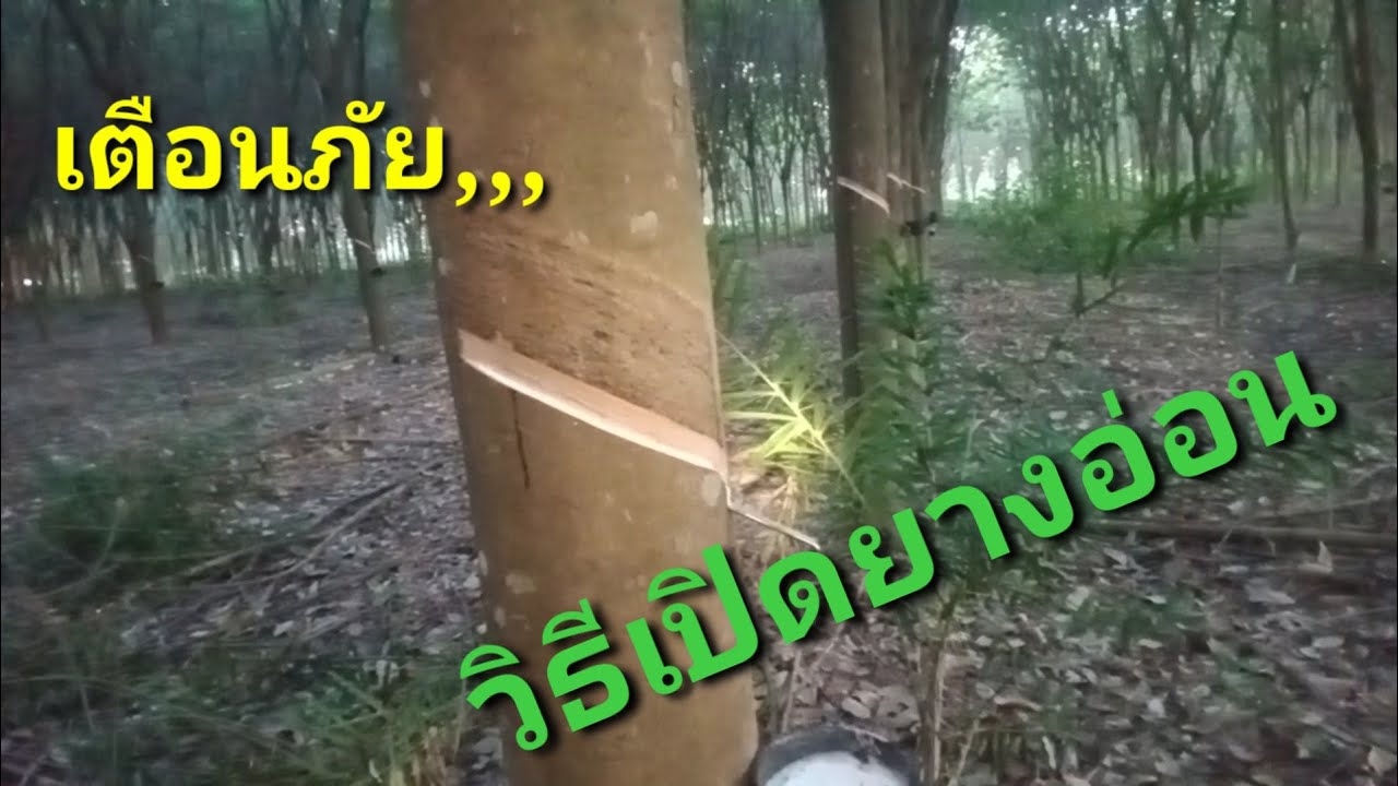 วิธีเปิดกรีดยางใหม่ วิธีปลูกยางพารา