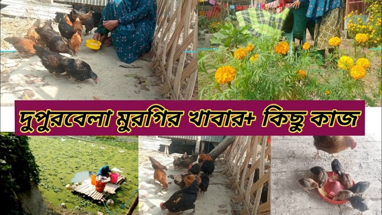 দুপুরবেলা মুরগির খাবার ও গ্রামের বাড়ির ব্যস্ত জীবন। 