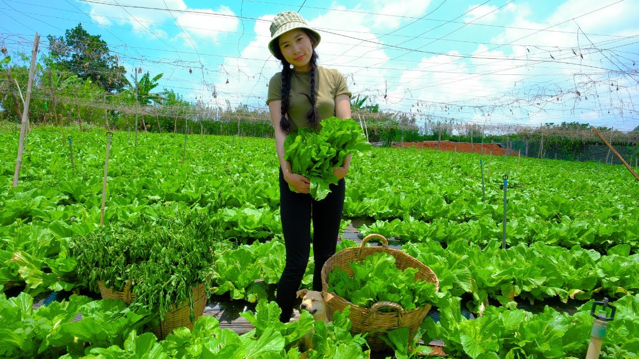 Harvesting Mustard Greens & Go to Market Sell - Farming, Garden, Cooking, Daily Life | Tieu Duong