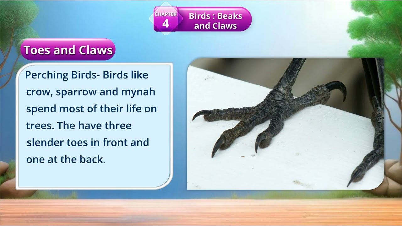 Ch 4 | Eklavaya | Go Green Evs | Class 4 | Birds : Beaks and Claws | For children