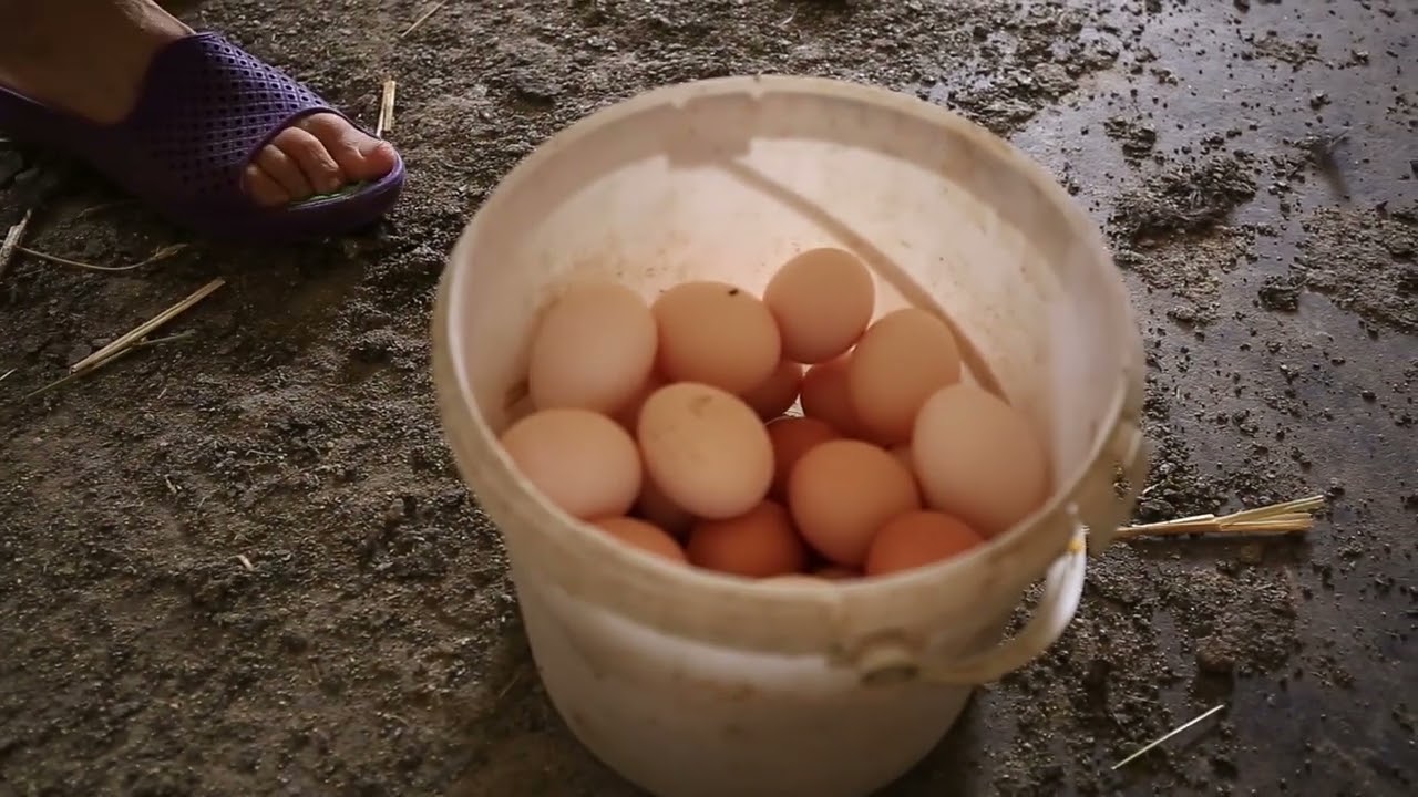Producători locali din Piața Transilvania: Ana Istrate din Slimnic cu ouă și pui de casă