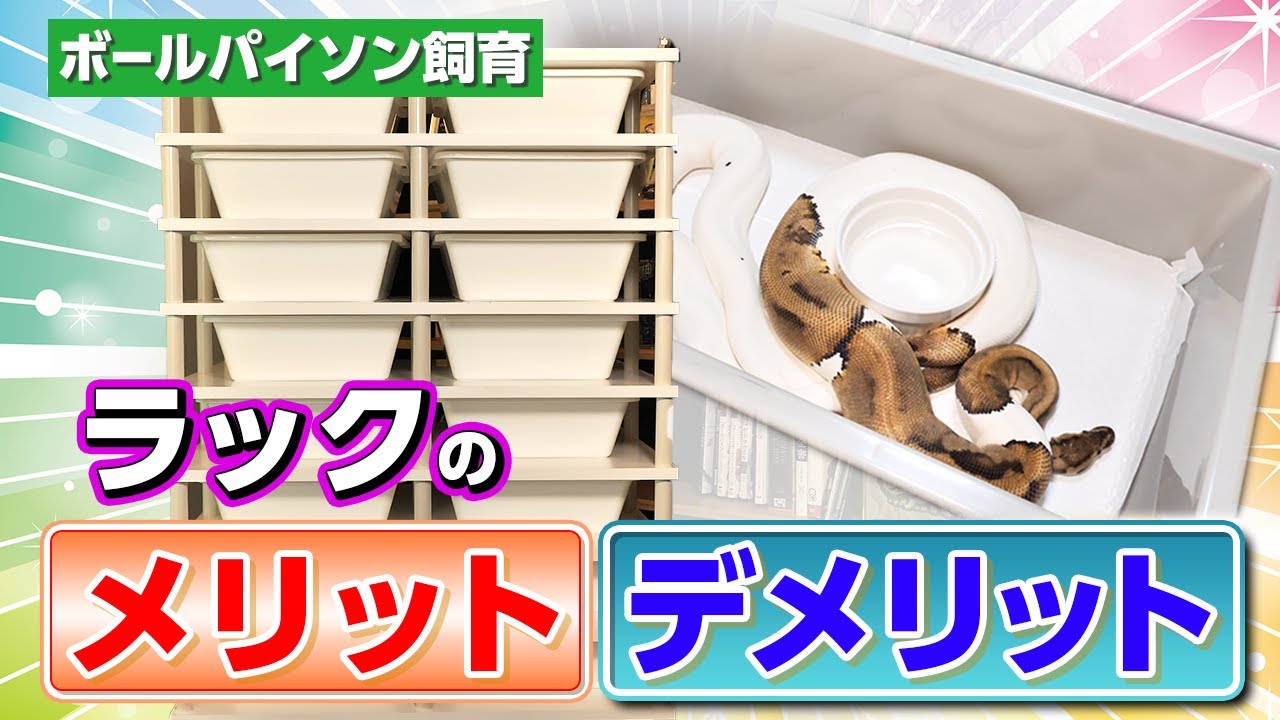 #32 スネークラックの魅力✨