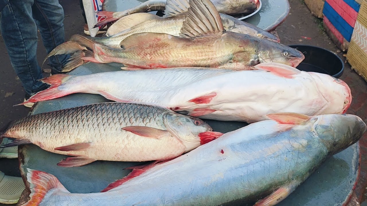 রমজানের আগে কমলো মাছের দাম, মূল্য কত টাকা? পদ্মার ইলিশ আইড় পাংগাস বোয়াল মাছ ঘাটে কমদামে বিক্রি 