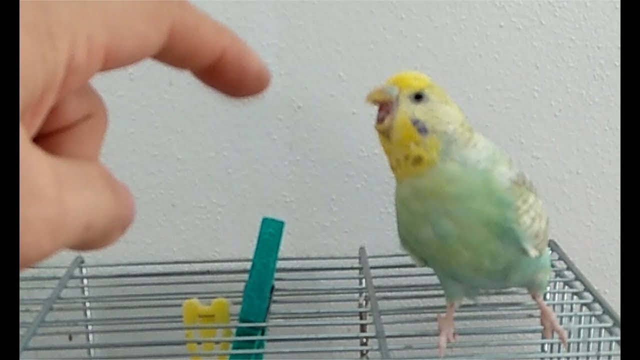 Aggressive budgie being aggressive