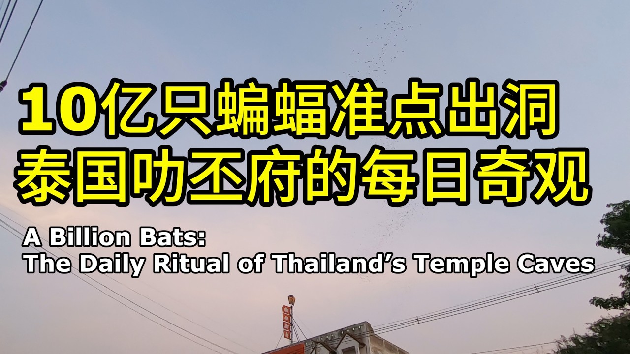 白天遇蜥蜴，傍晚看蝙蝠，真实的泰国很狂野｜泰国旅游 | 国外骑行 | 唐人街探案 | Thailand travel | motorcycle trip | 环游泰国57