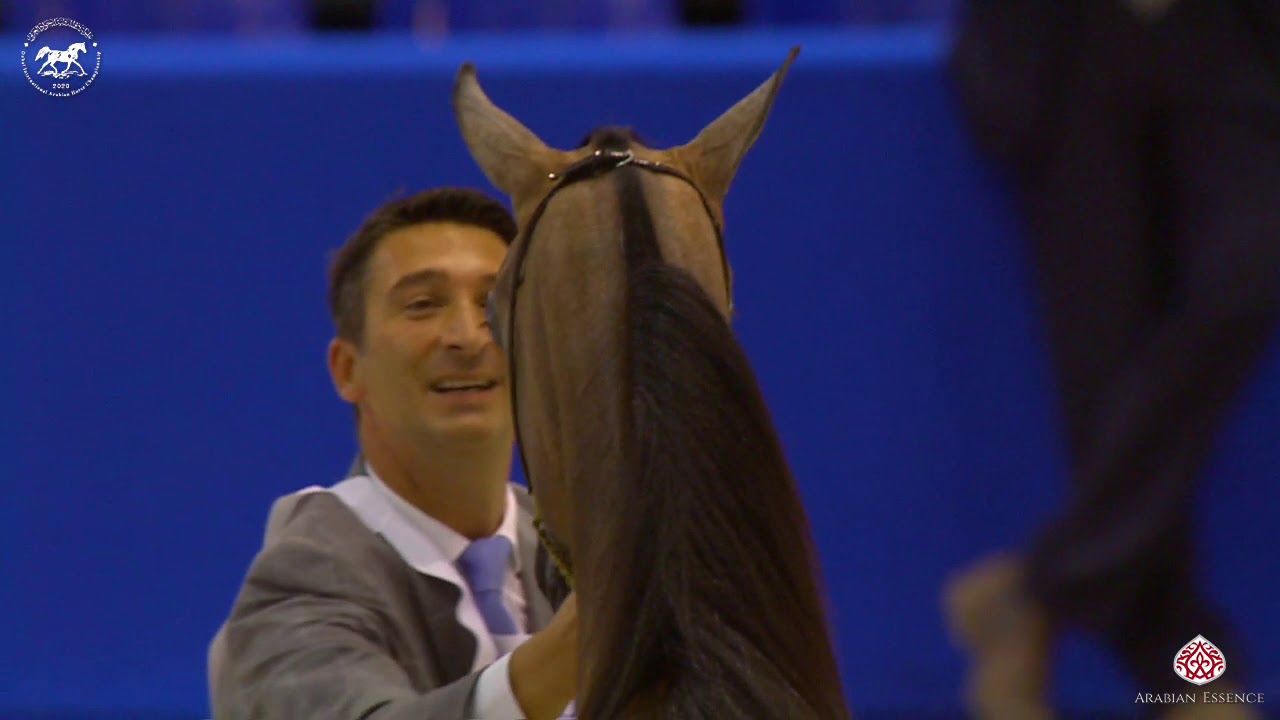 N 21 D SIREEN   Dubai Arabian Horse Show 2020   Yearling Fillies Class 2A