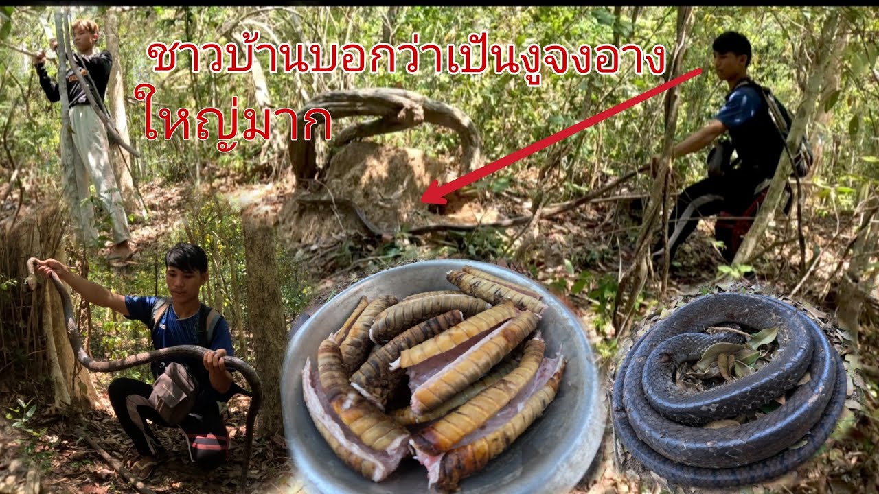 ชาวบ้านบอกให้ไปขุดงูจงอางใหญ่แล้วสิ่งที่ไม่คาดคิดก็เกิดขึ้น/ຊາວບ້ານບອກໄປຂຸດງູຈົງອາງ