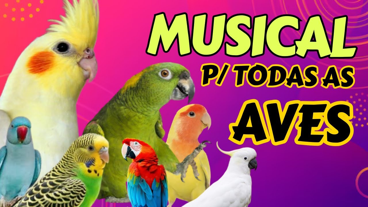 🪗 🎶ACUSTICO para alegrar as aves do stress causado pelo confinamento