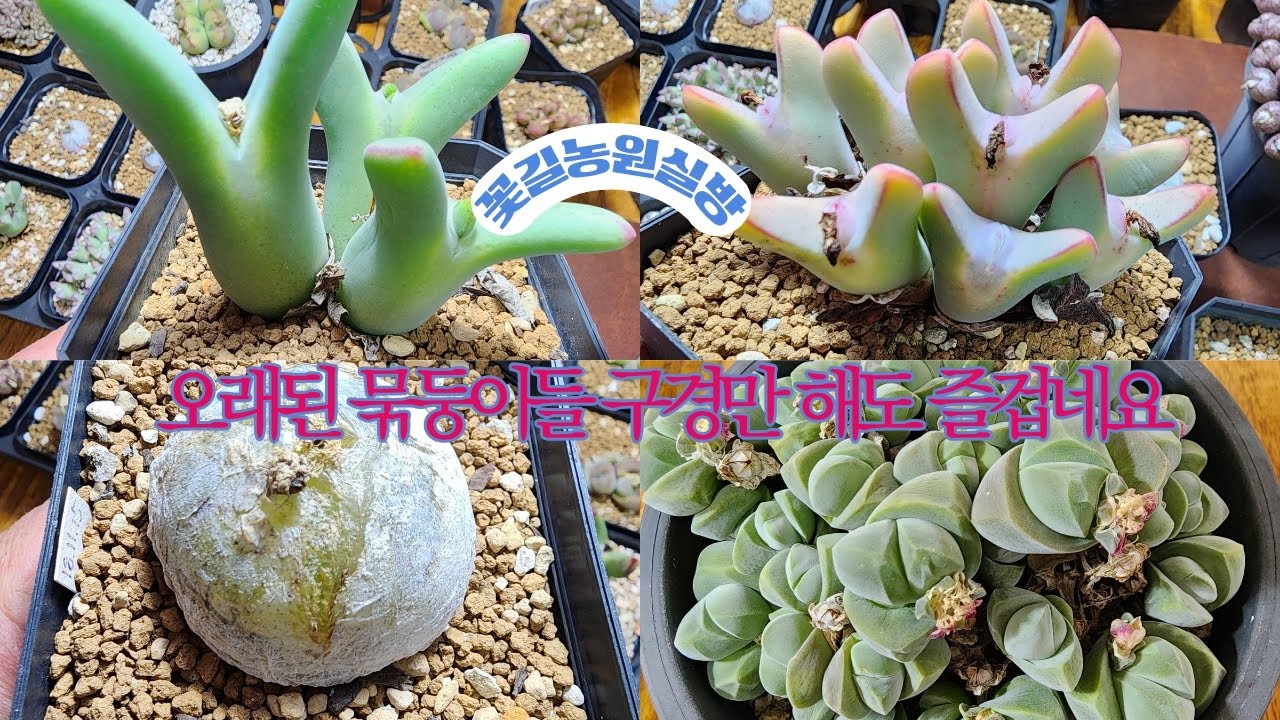 26년 3월18일 오전10시 봄비가 내려요 묶둥이 구경 오셔요  @@@ 봄준비 철저히 하세요 살균/살충 철저