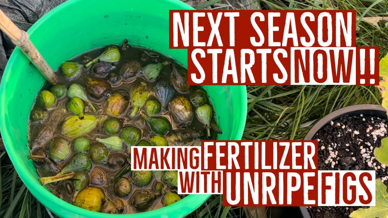 Next Season Starts NOW // Making FERTILIZER with UNRIPE figs!! // Quick Tour to END Season.