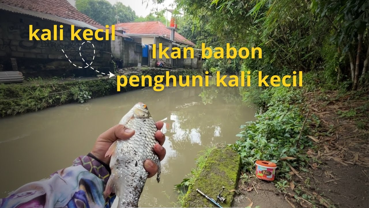 JANGAN REMEHKAN KALI KECIL‼️ISINYA IKAN BABON SEMUA‼️