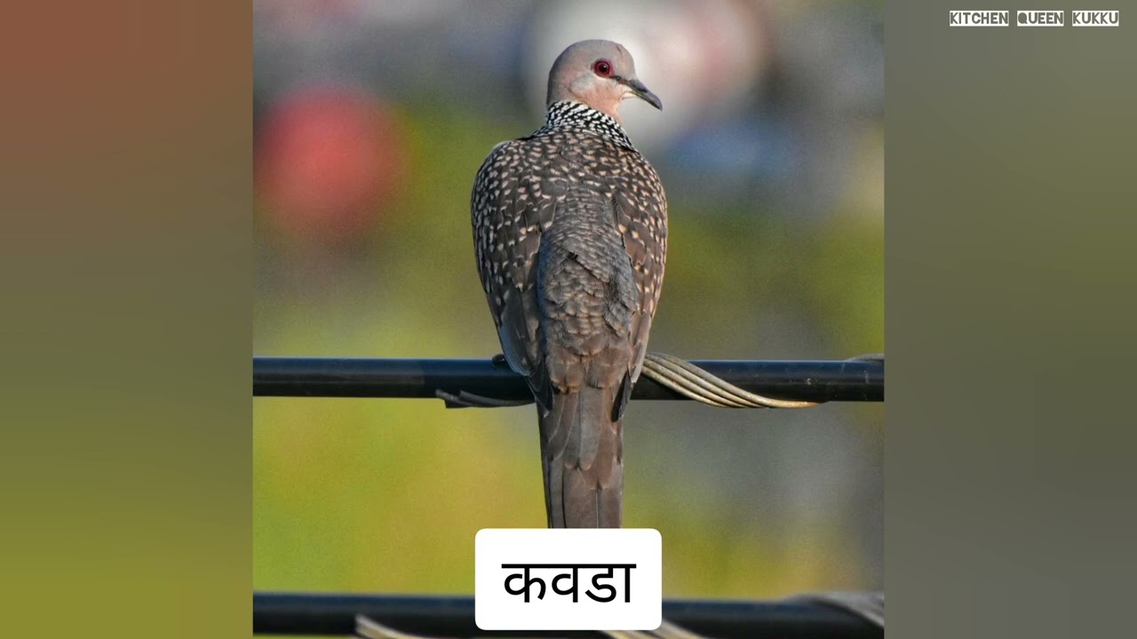 आमच्या अंगणातील पाहुणे, निरनिराळे पक्षी व किलबिलाट | कोकणातले पक्षी | Kokanatil Pakshi| Konkan Birds