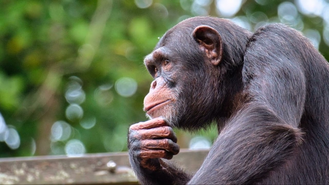 Dopo di noi: l'evoluzione degli scimpanzè