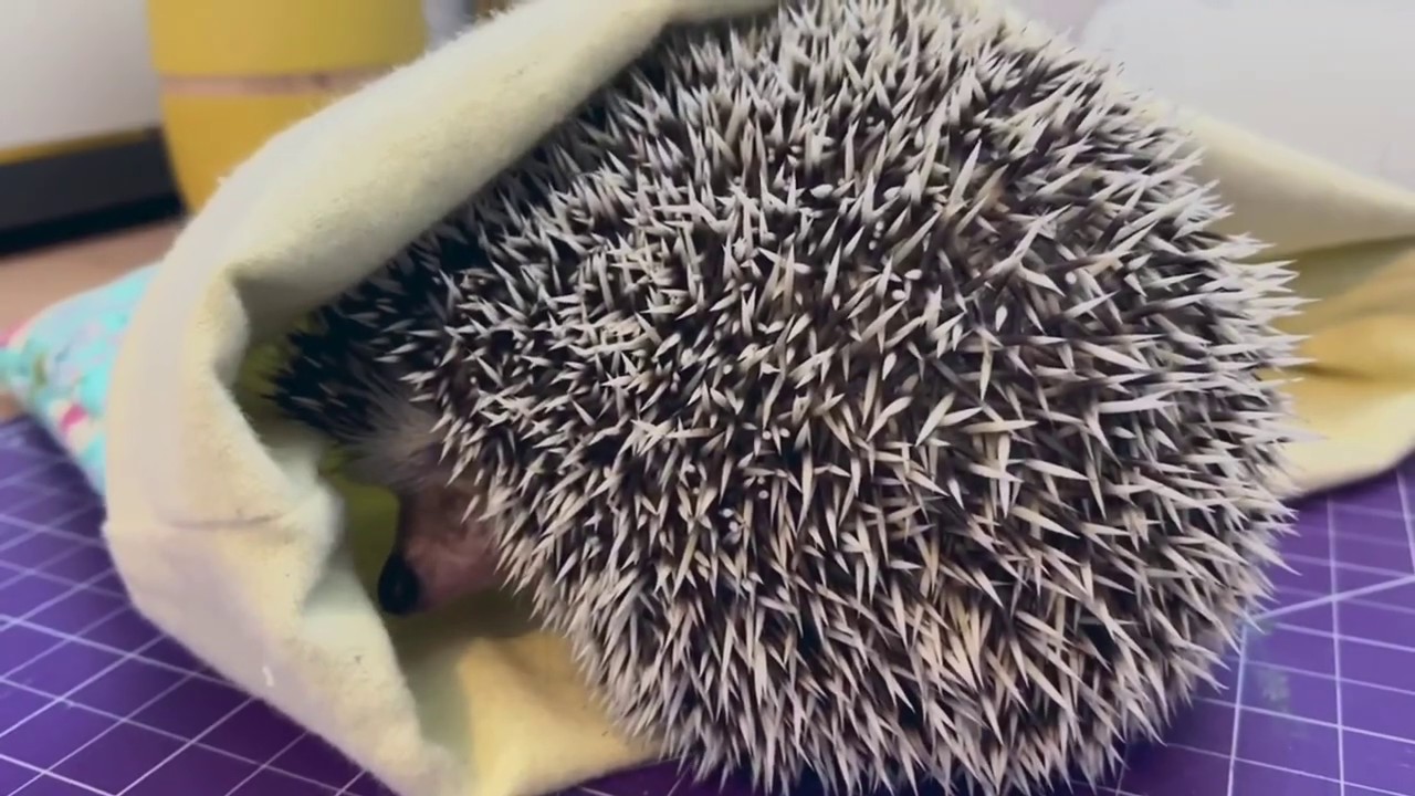 DIY Hedgehog Cuddle Sack