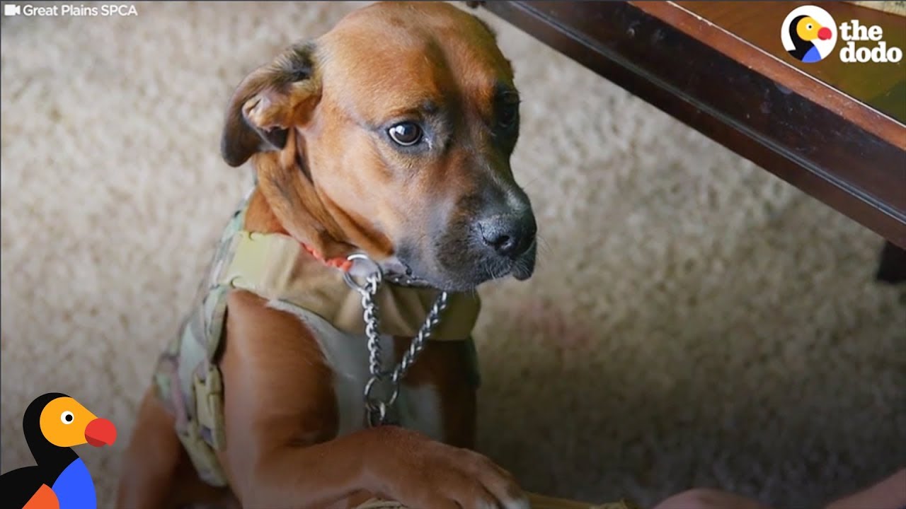Homeless Dog Becomes Veteran's Service Dog And Best Friend | The Dodo