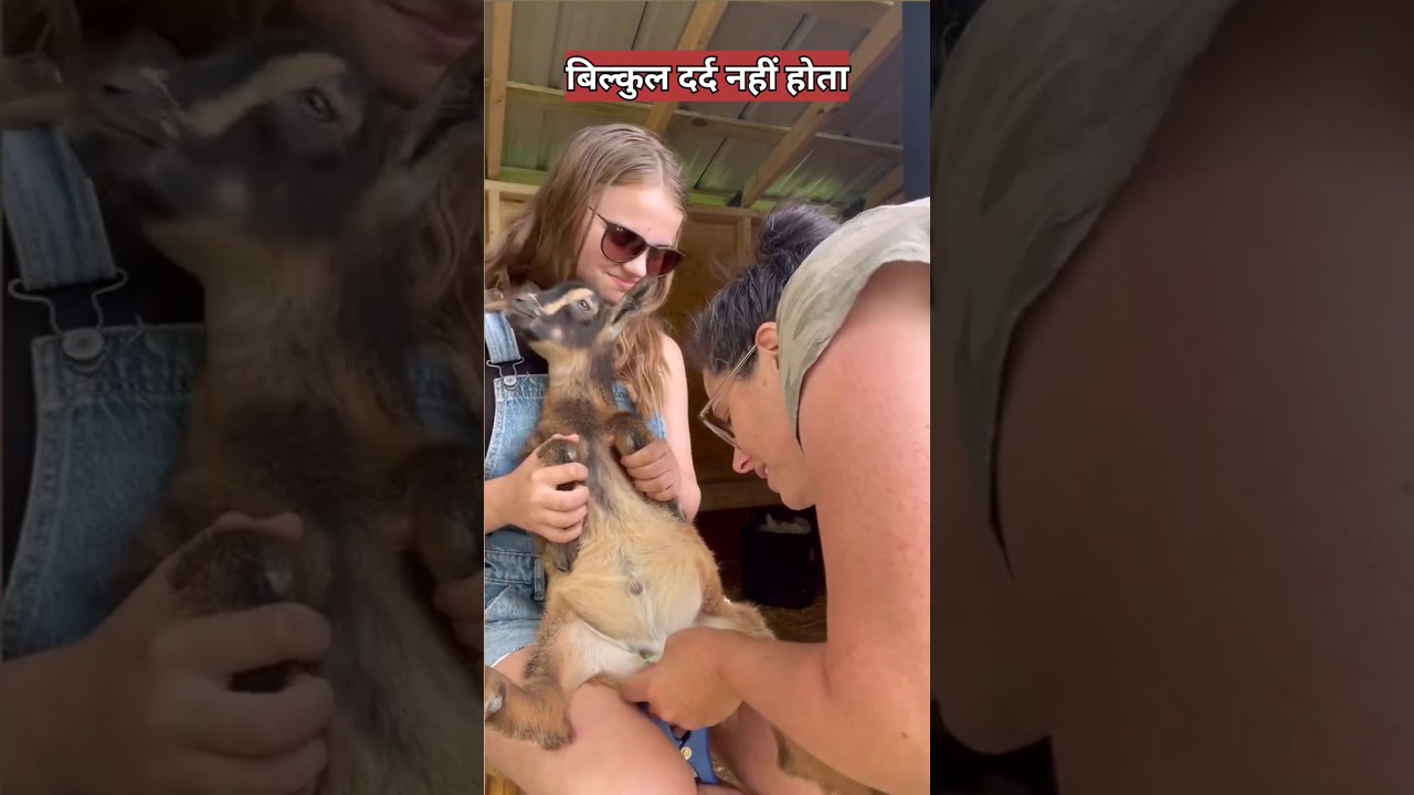बकरों की खस्सी करने का सबसे आसान तरीका । Goat castration tool । #goat #castration #tool
